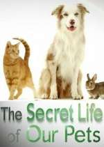 Watch The Secret Life of Our Pets Vodlocker