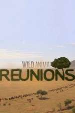 Watch Wild Animal Reunions Vodlocker