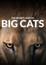 Watch The Secret Lives of Big Cats Vodlocker