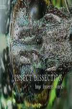 Watch Insect Dissection How Insects Work Vodlocker