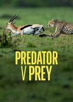Watch Predator v Prey Vodlocker
