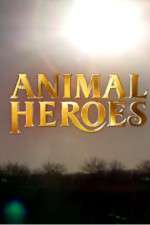Watch Animal Heroes Vodlocker