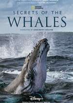 Watch Secrets of the Whales Vodlocker